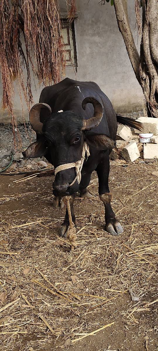 આ ફેસ વેચવાની છે.    બીજું વેધર