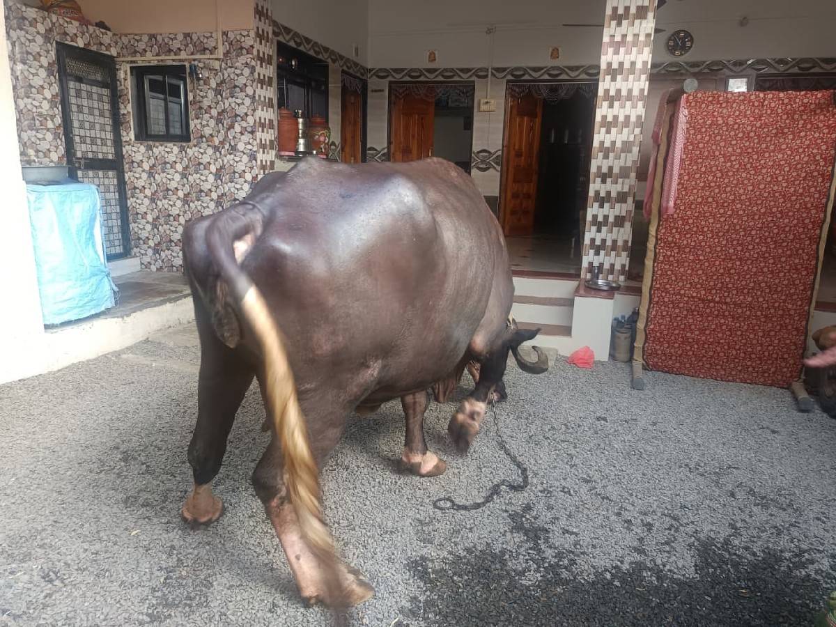 ભેંસ વેચવાની છે.