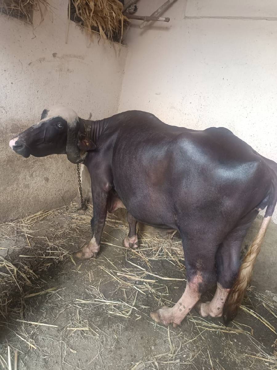 ભેંસ વેચવાની છે.