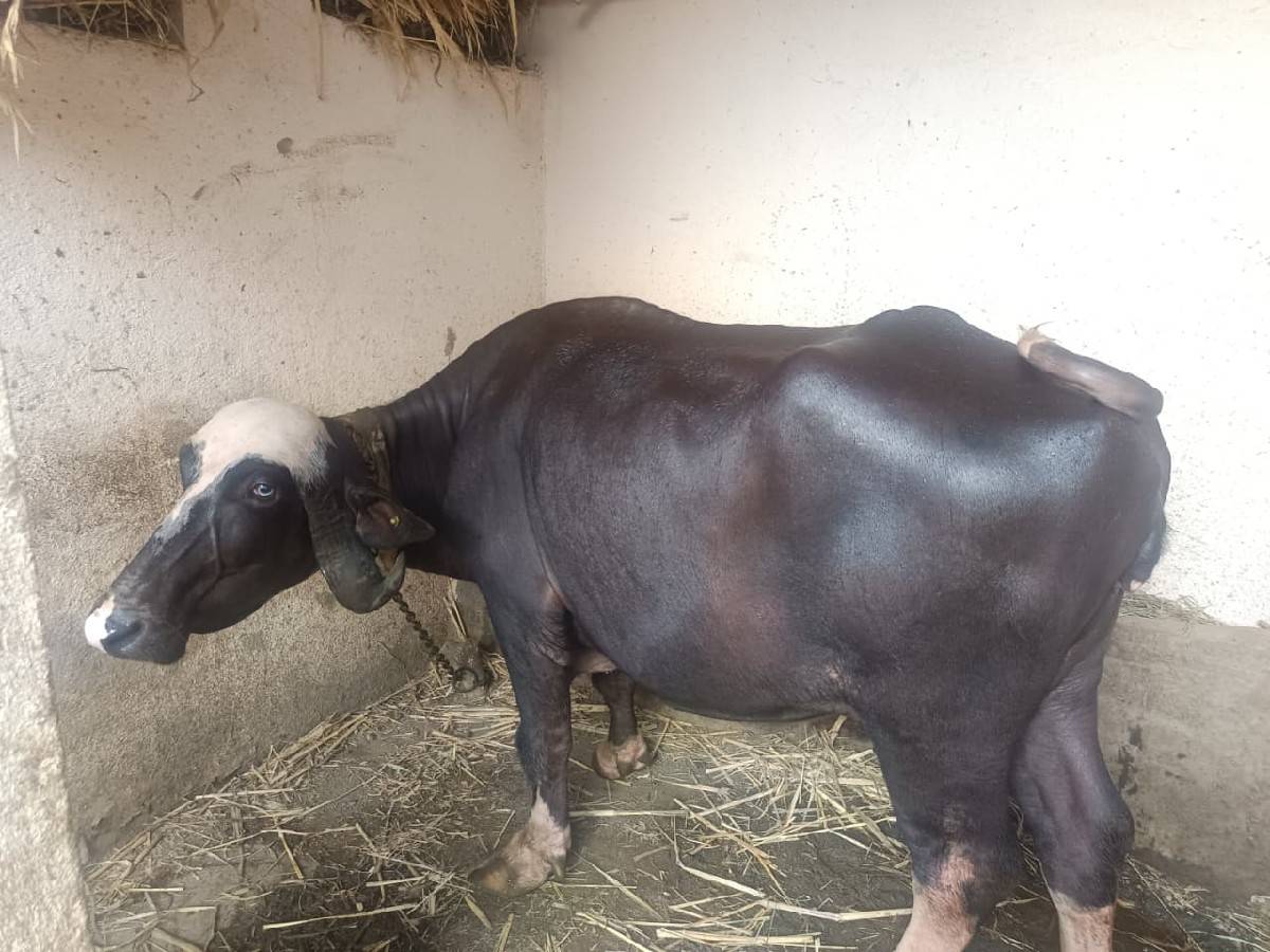 ભેંસ વેચવાની છે.