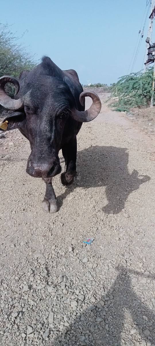 ભેંસ વેચવાની છે 20 દિવસની કાશી છે