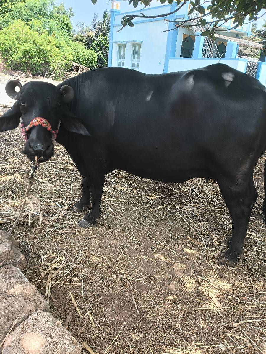 પેલવેતરીખડેલી