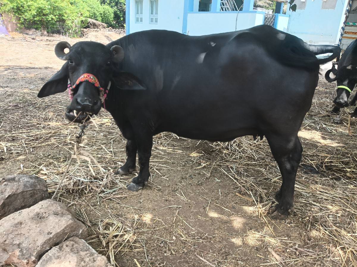 પેલવેતરીખડેલી