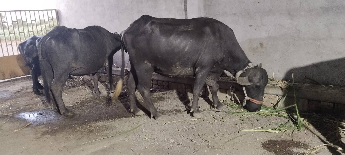 ખડેલી છે