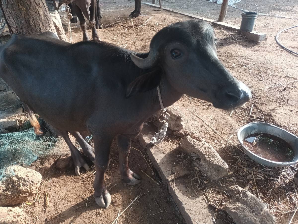 પાડી વેશવા ની 2.5.વરશ ની છે