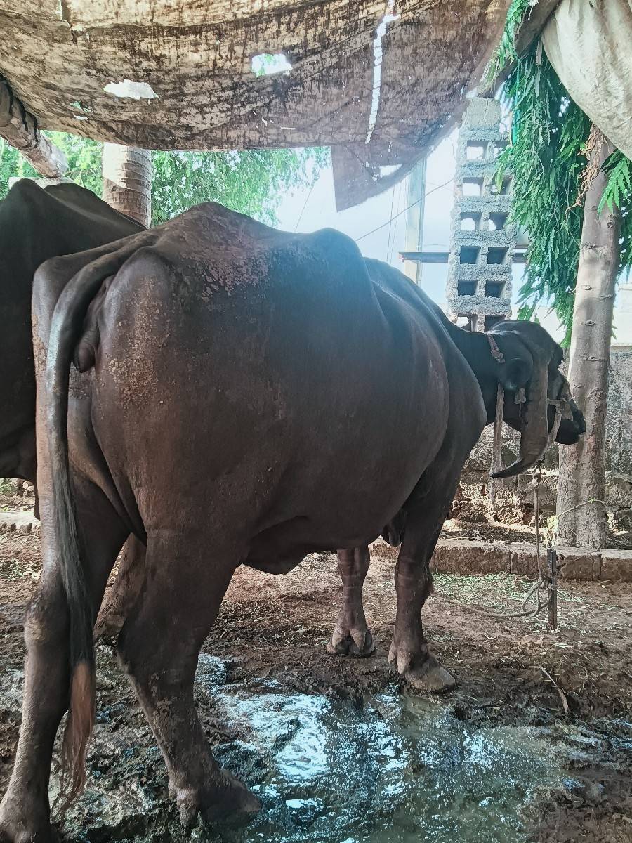 ભેંસ આપવાની છે પારેટી