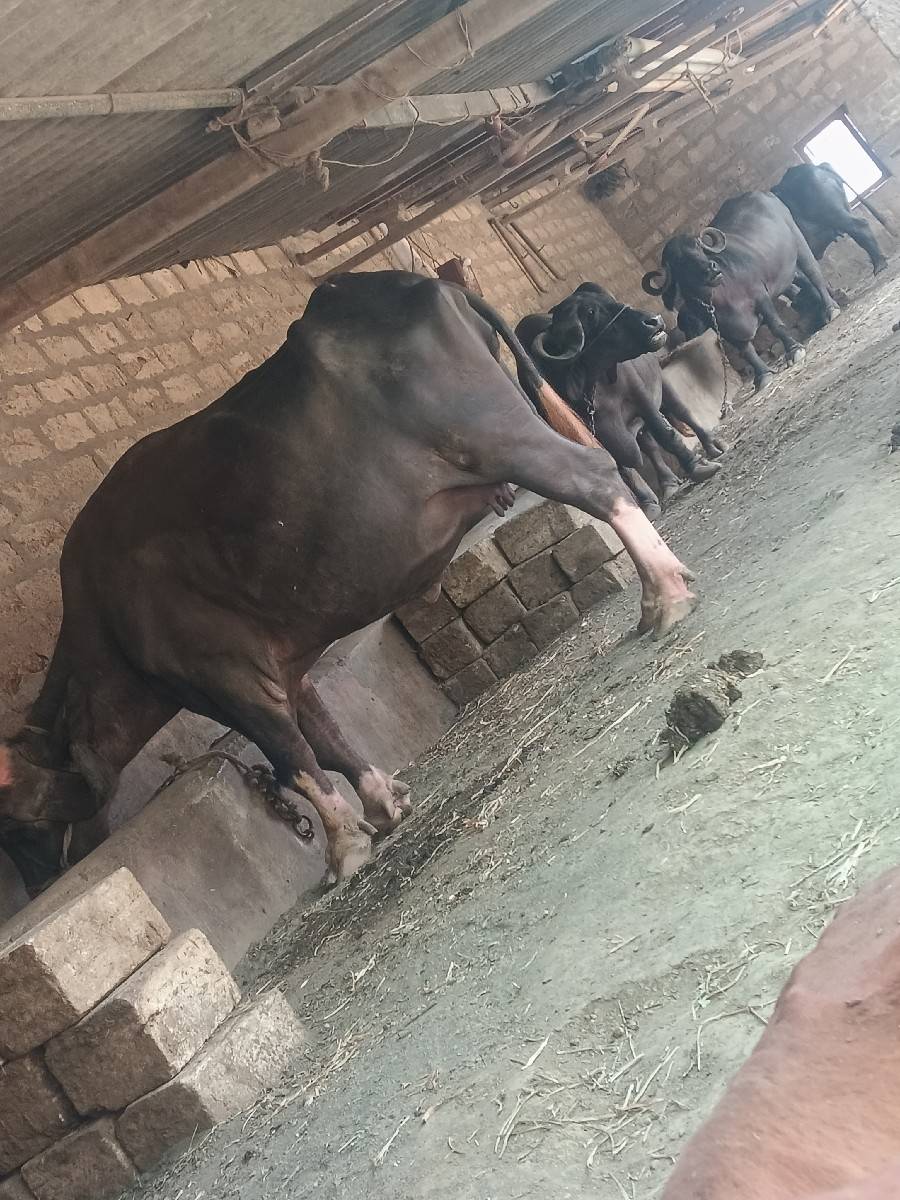 bhaya.r.