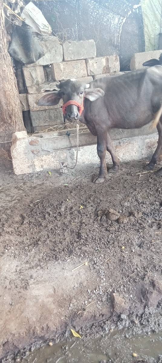 વેચવાની છે