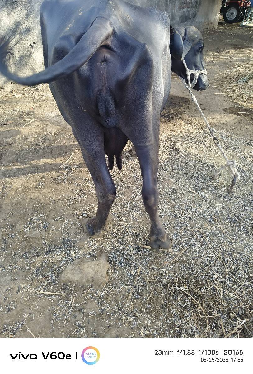 વેચવાની