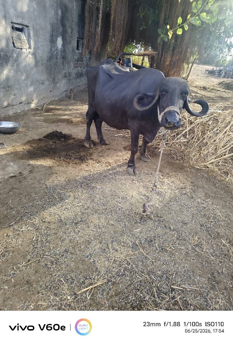 વેચવાની