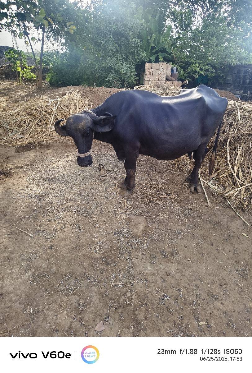 વેચવાની