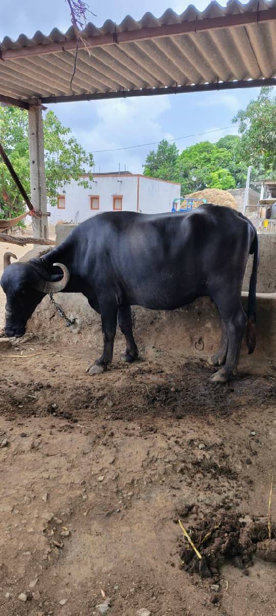 ભેંસ વેચવાની છે