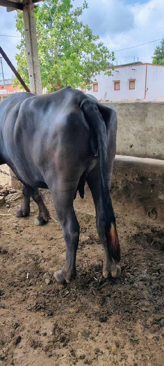 ભેંસ વેચવાની છે