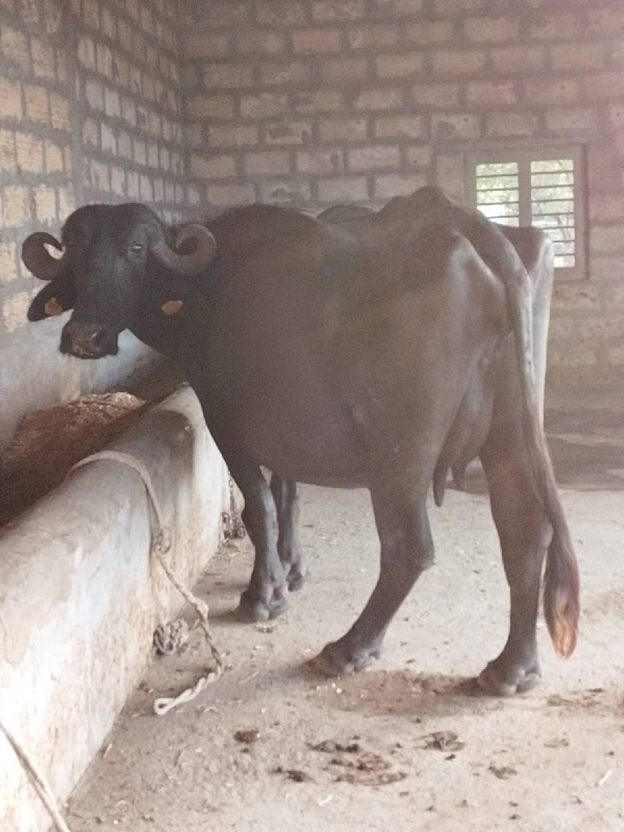 ભેંસ વેચવાની છે