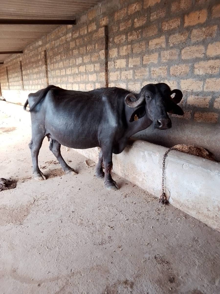ભેંસ વેચવાની છે