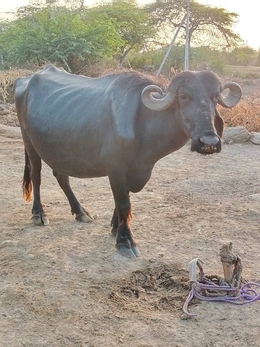 ભેંસ વેચવાની છે