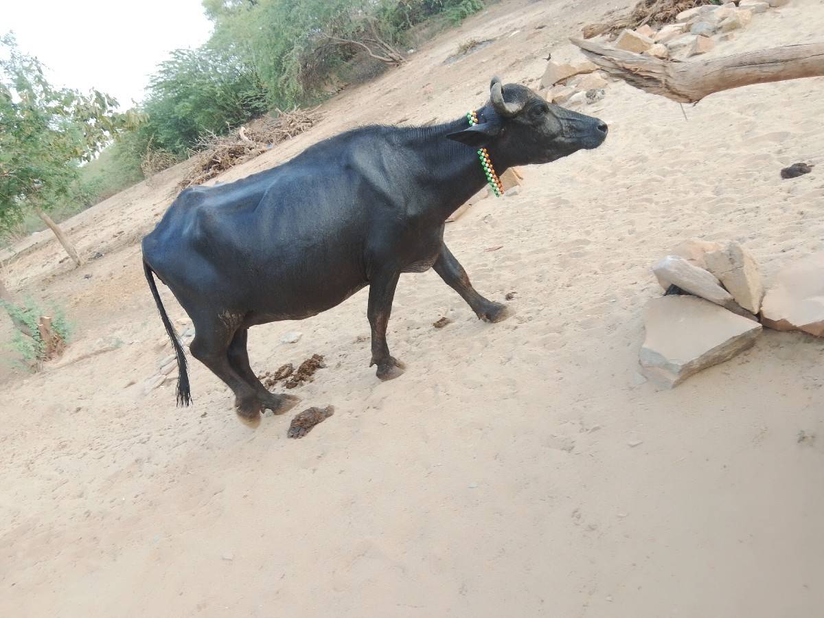 બની નઃસલ ભેંસ વેચવાની છે