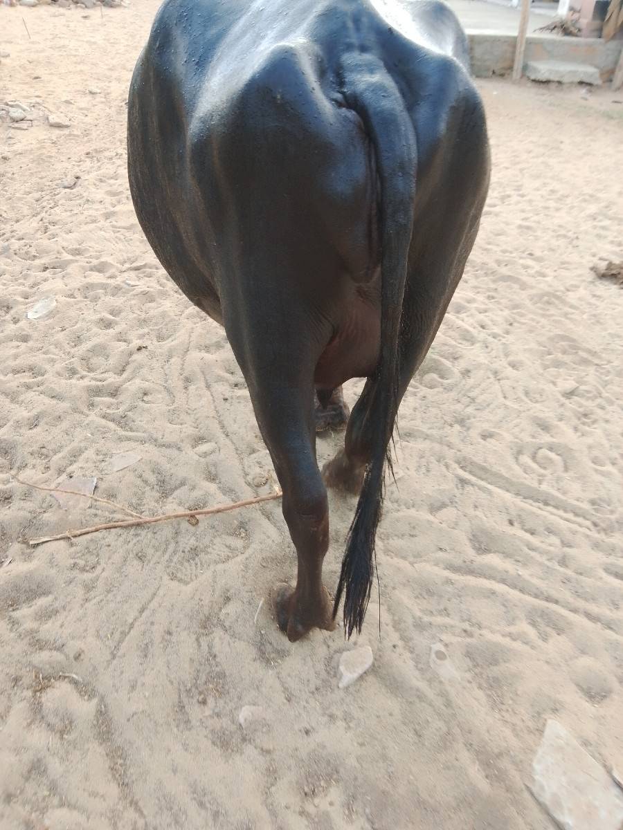 બની નઃસલ ભેંસ વેચવાની છે