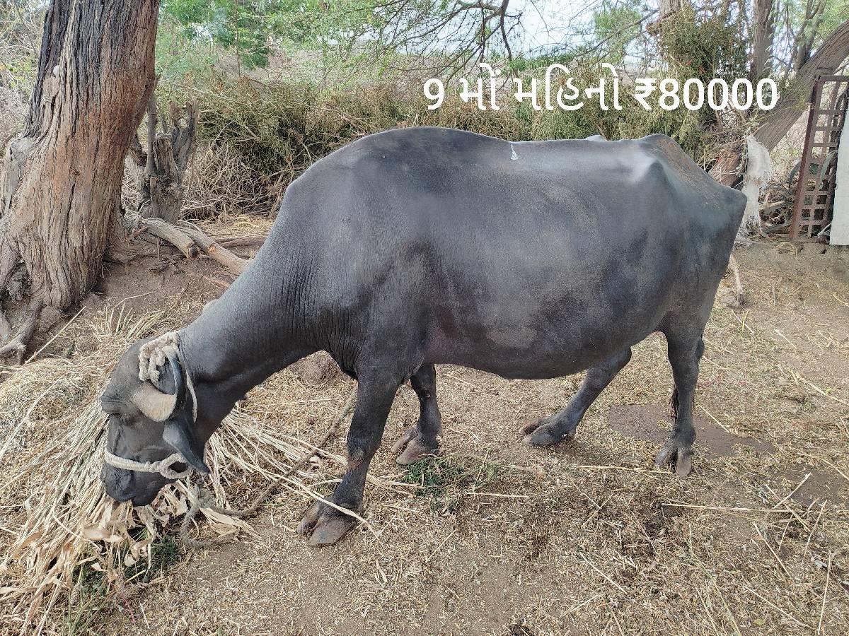 ભેશ વેચવાની છે