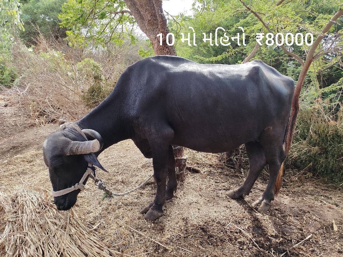 ભેશ વેચવાની છે