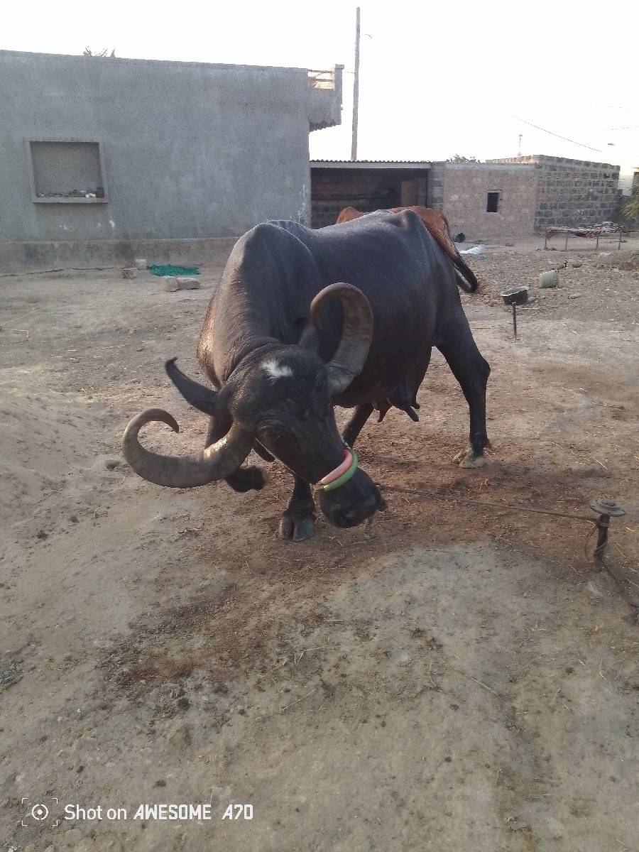 ભેંસ વેચવાની ડોઢ મહીનાની વિરાણી