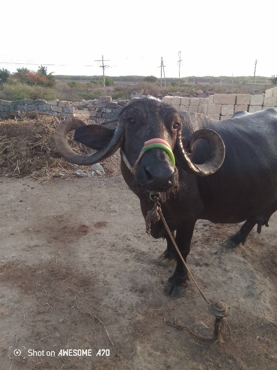 ભેંસ વેચવાની ડોઢ મહીનાની વિરાણી