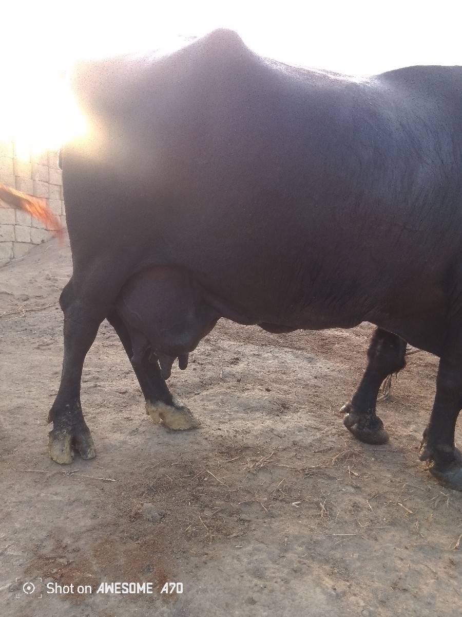 ભેંસ વેચવાની ડોઢ મહીનાની વિરાણી