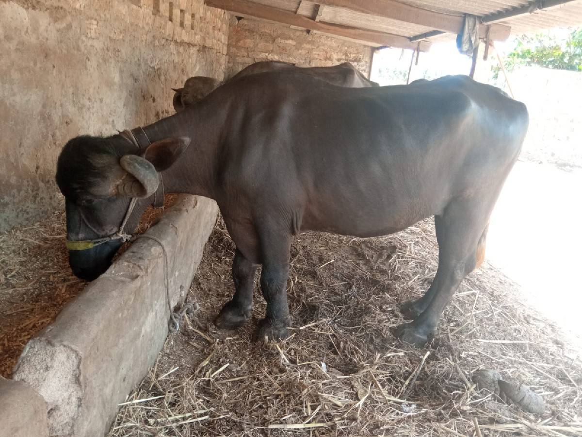 વિજય