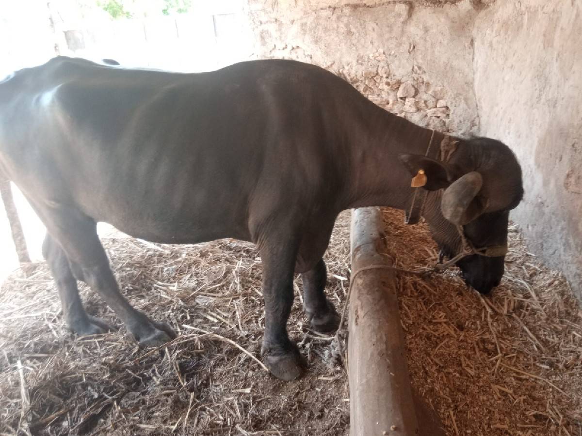 વિજય