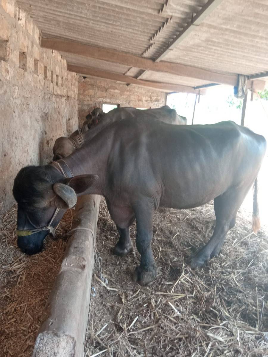 વિજય