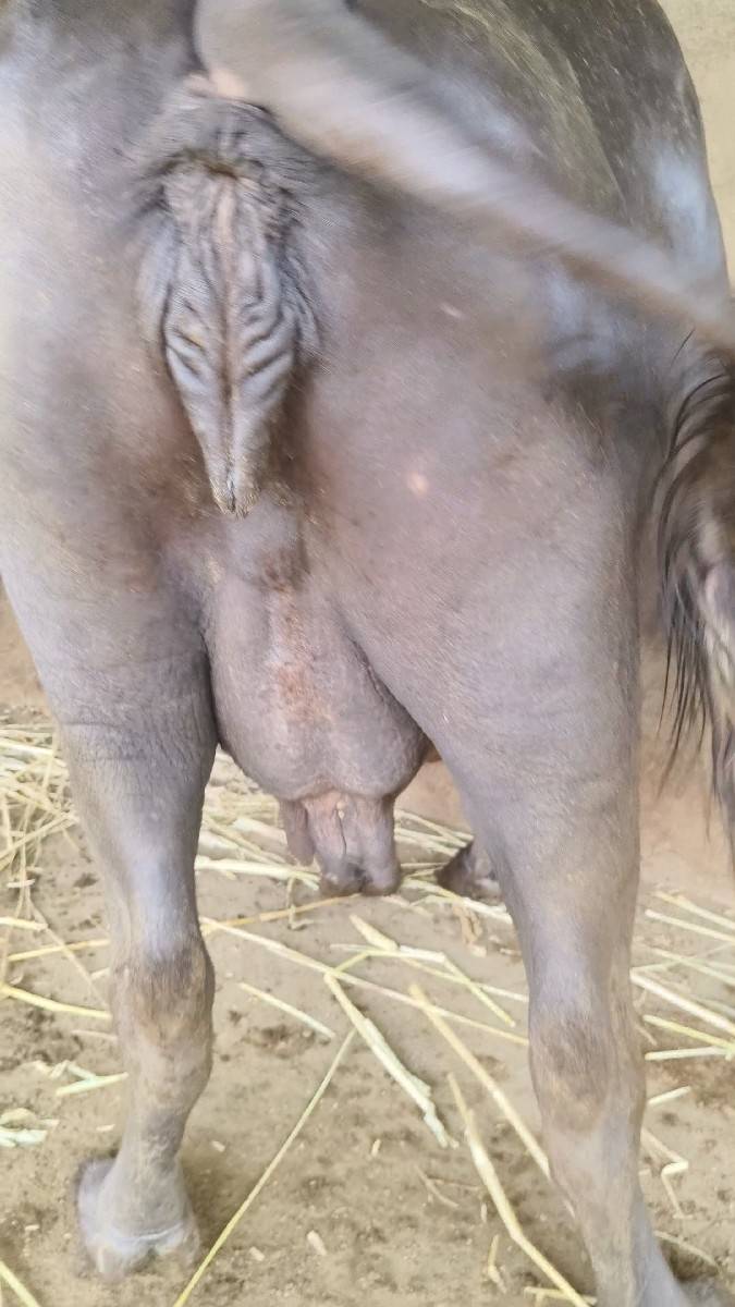 ભેંસ વેચવાની છે