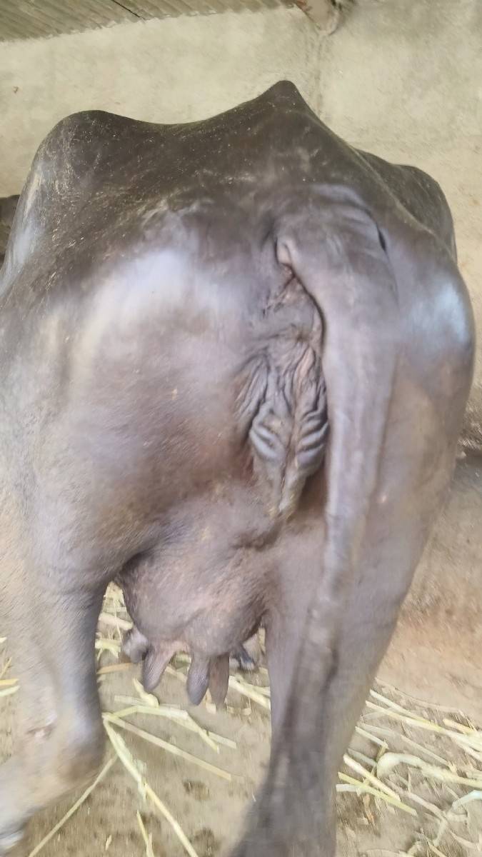 ભેંસ વેચવાની છે