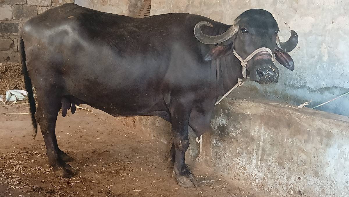 ભેંશ વેચવાની છે