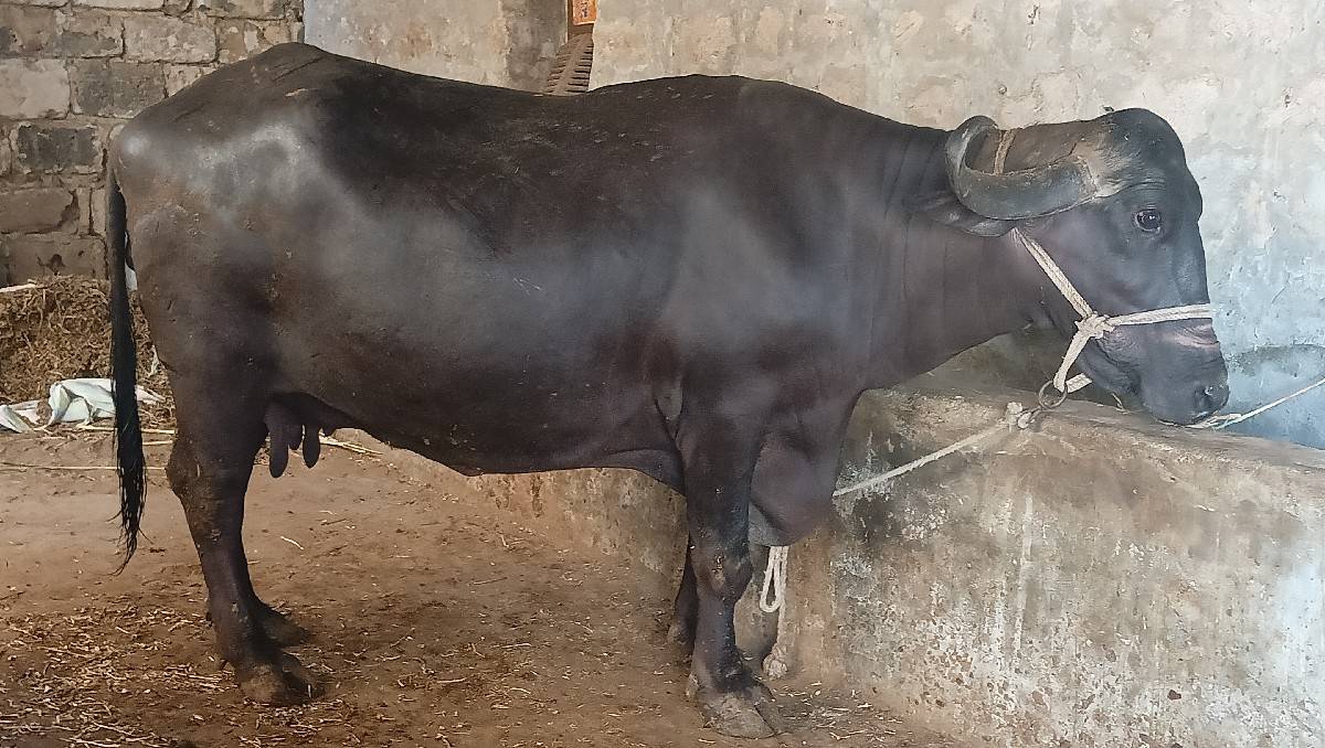 ભેંશ વેચવાની છે