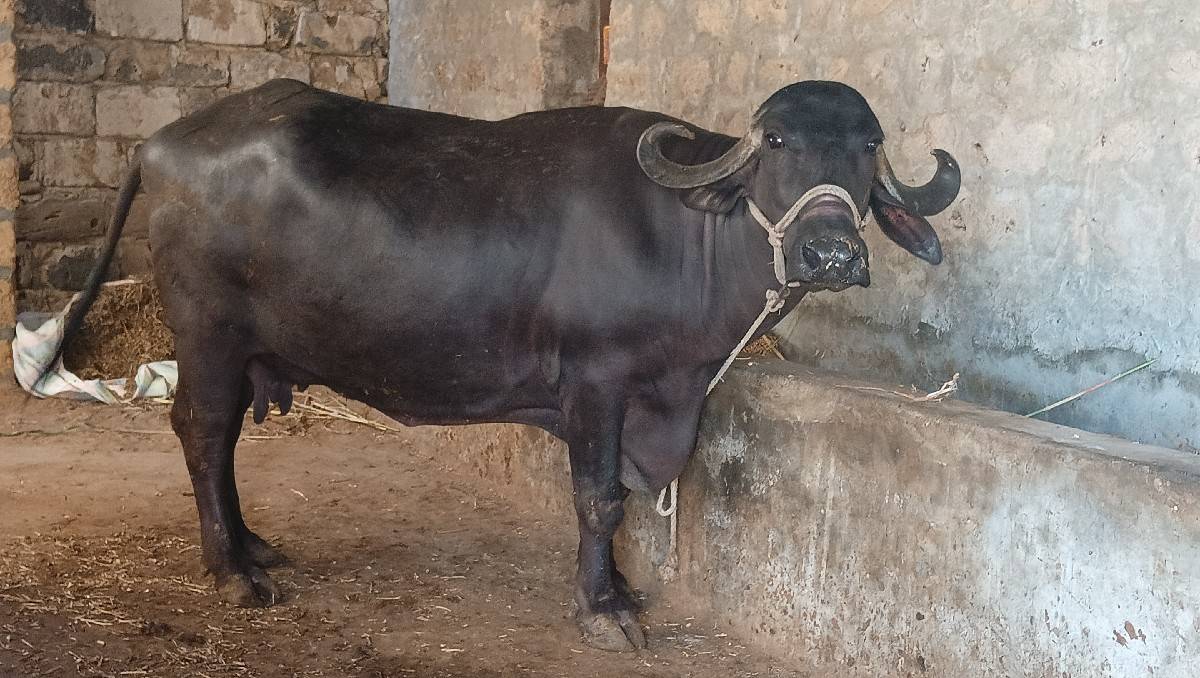 ભેંશ વેચવાની છે