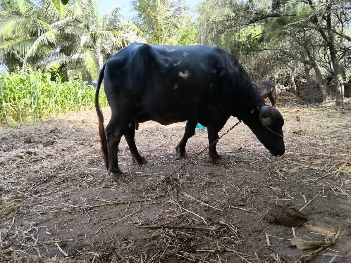 વેચવાની છે