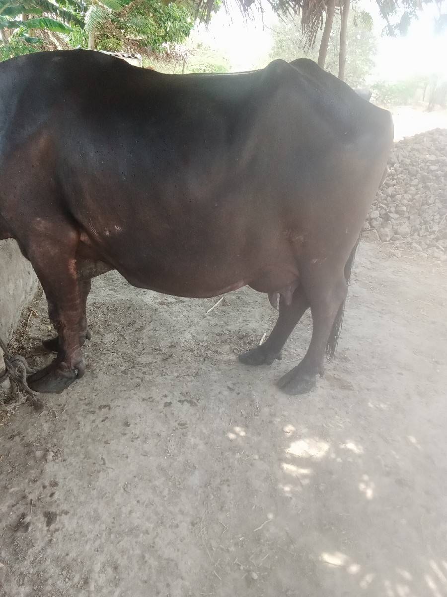આ ભેંસ વેચવાની છે