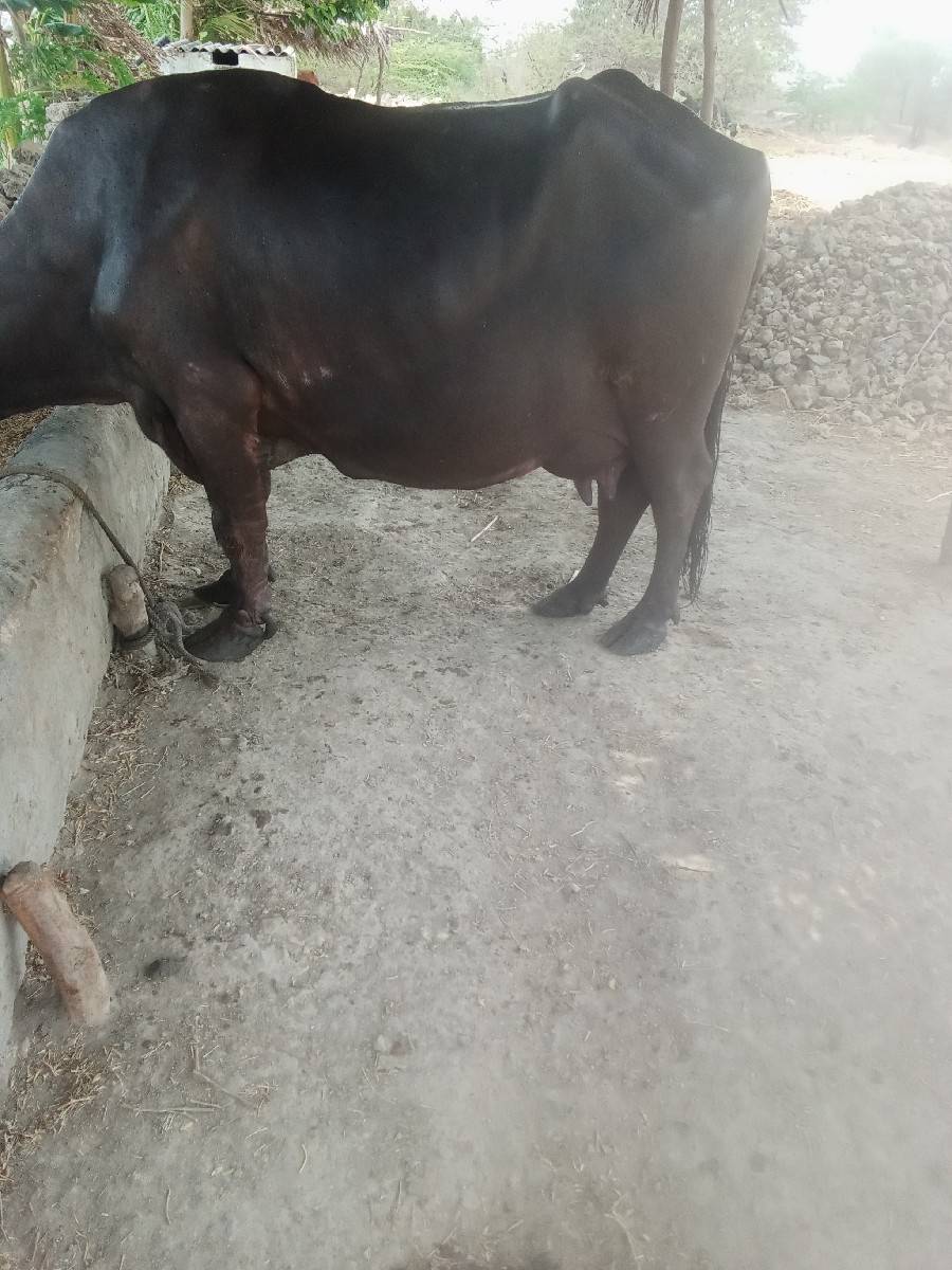 આ ભેંસ વેચવાની છે