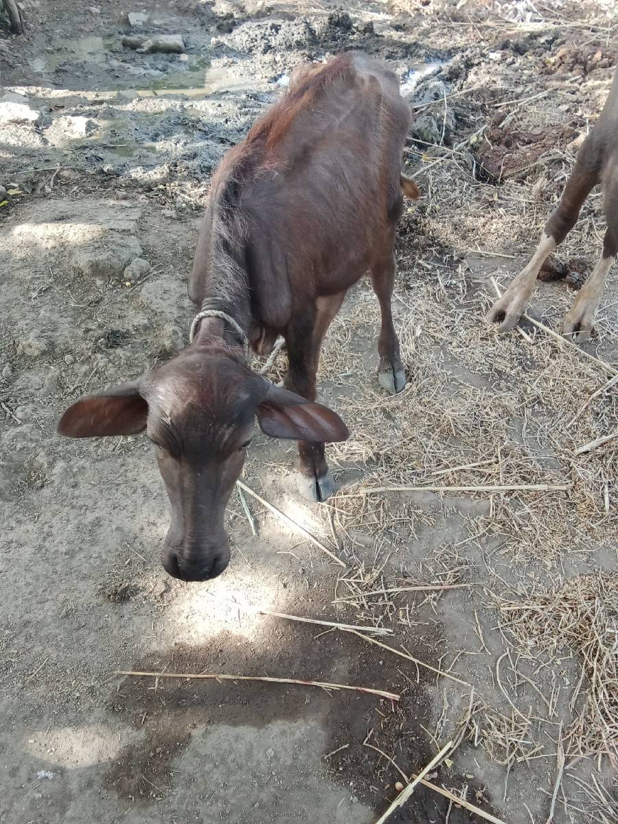 આ ભેંસ વેચવાની છે