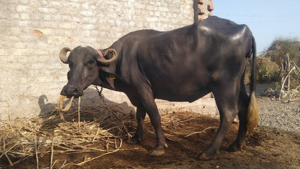 ભેંસ વેચવાની છે
