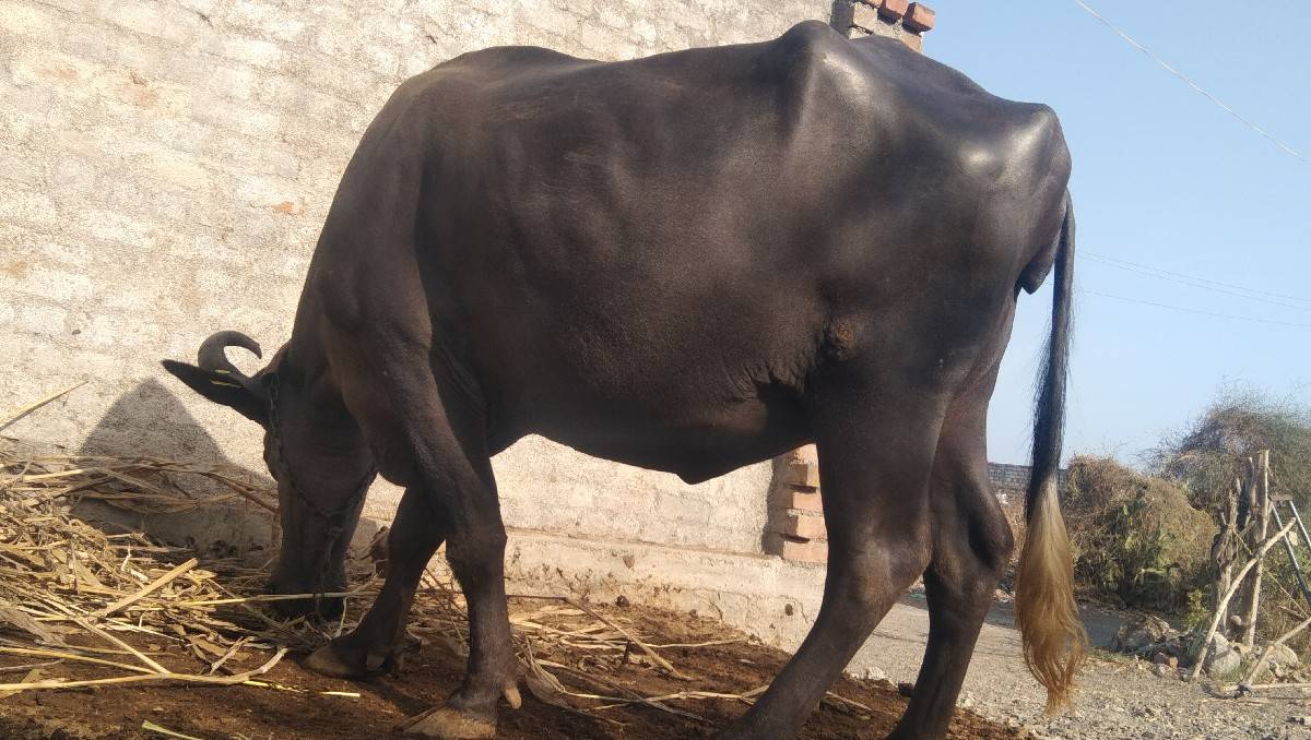 ભેંસ વેચવાની છે