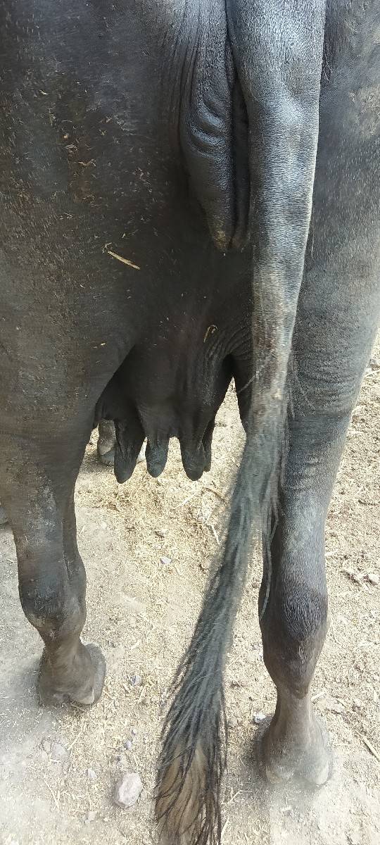 ભેંશ વેચવાની છે 9510199717