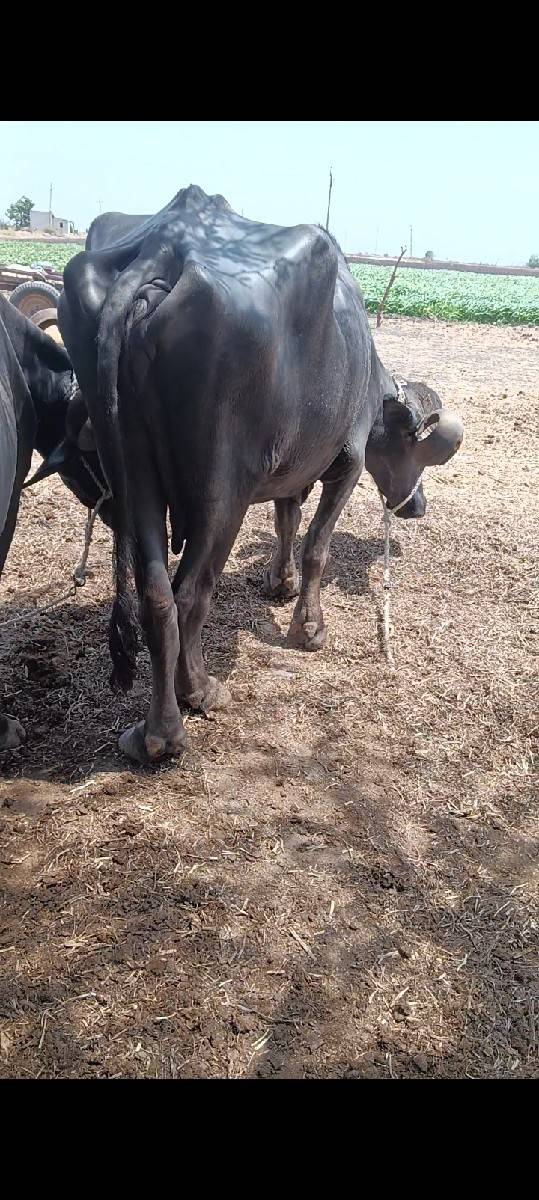 આ ભેંસ વેચવાની છે