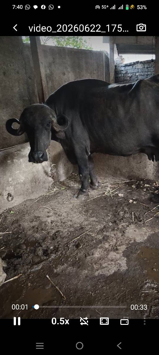 ભૈસ વેચવાની છે