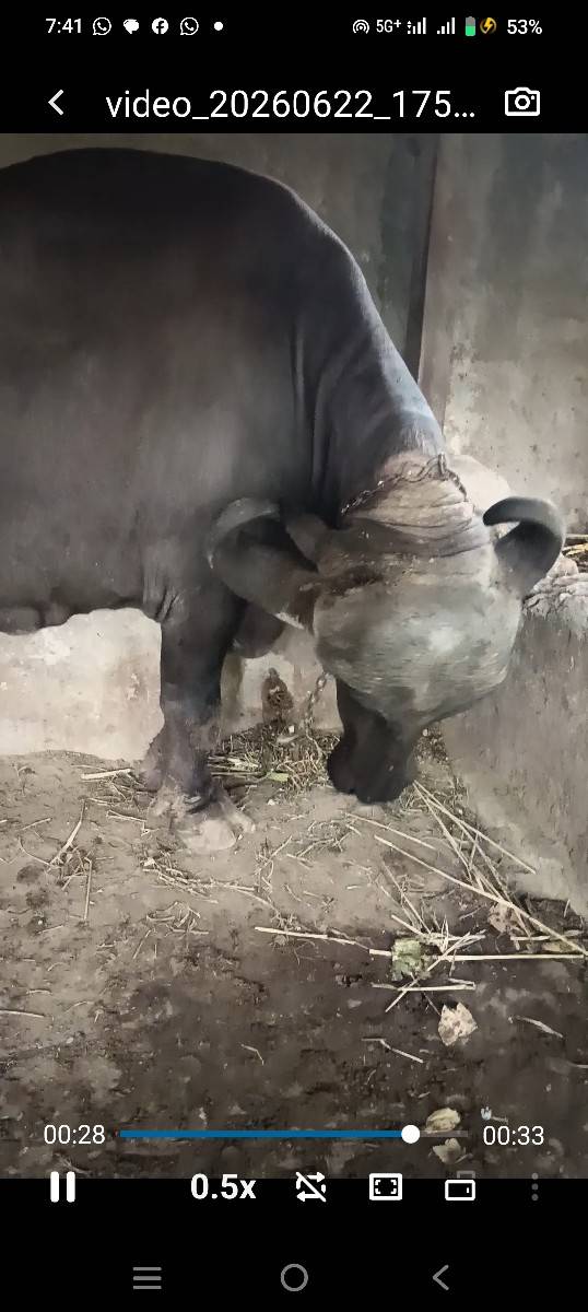 ભૈસ વેચવાની છે