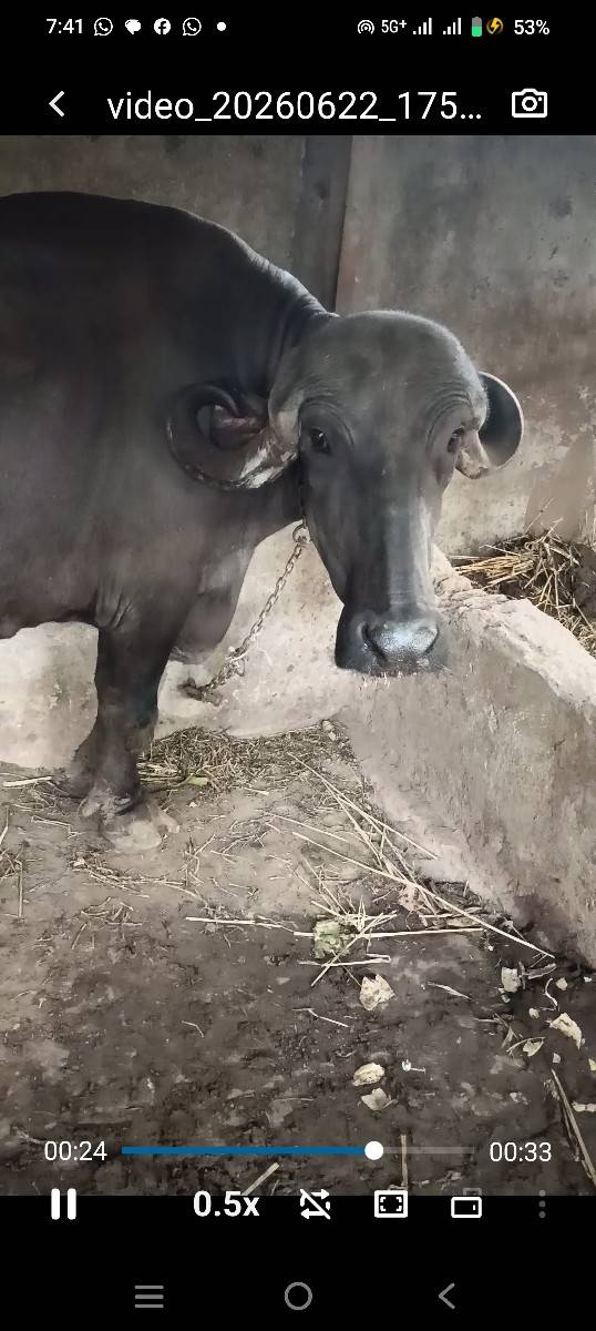 ભૈસ વેચવાની છે