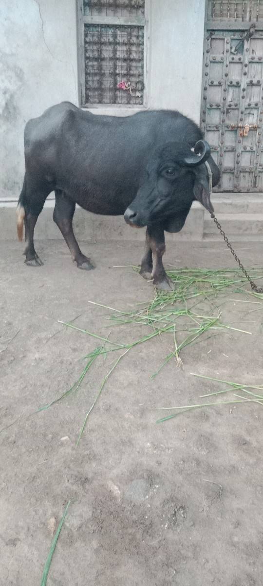 ખડેલા વેસવાના છે