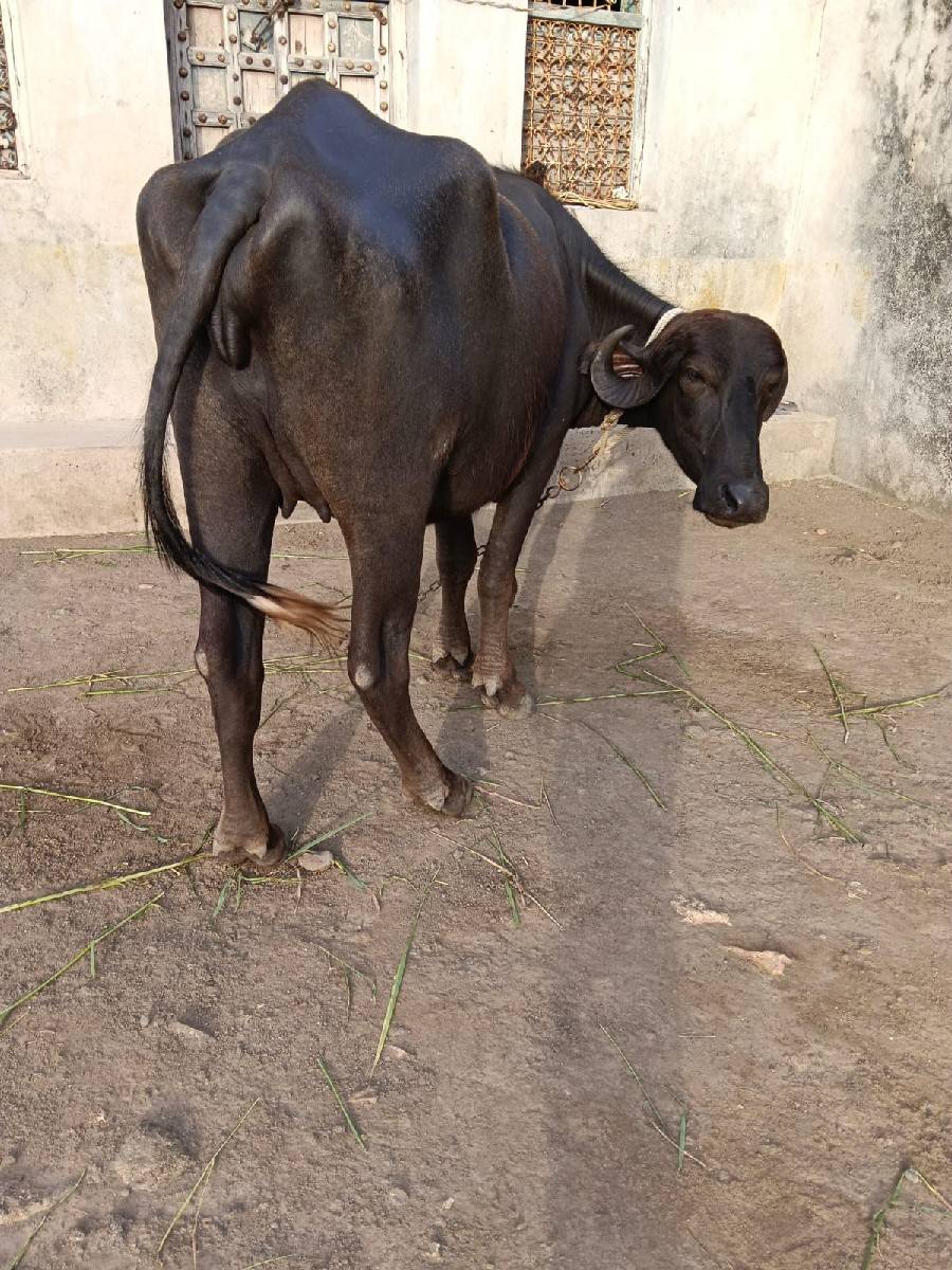 ખડેલા વેસવાના છે