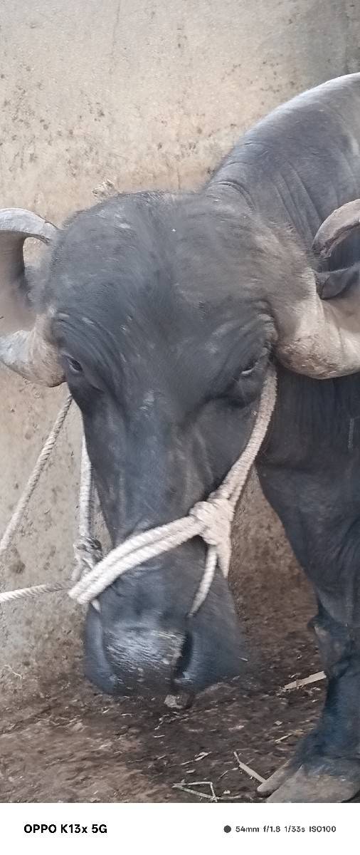 ભેંસ વેચવાની છે