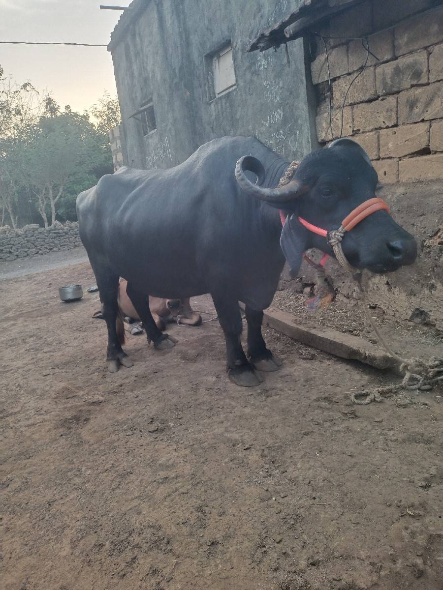 વિજય ભાઈ ૭૮૬૨૮૯૨૭૯૫